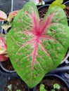 CaladiumÃ¢â¬â¹ bicolorÃ¢â¬â¹ PlantsÃ¢â¬â¹ Royalty Free Stock Photo